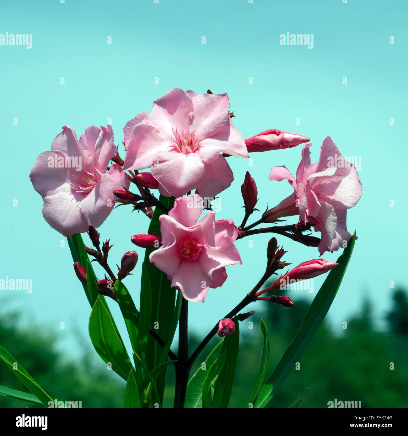 Nerium oleander Oleander ; ; ; ; ; Wildpflanzen Giftpflanze Banque D'Images