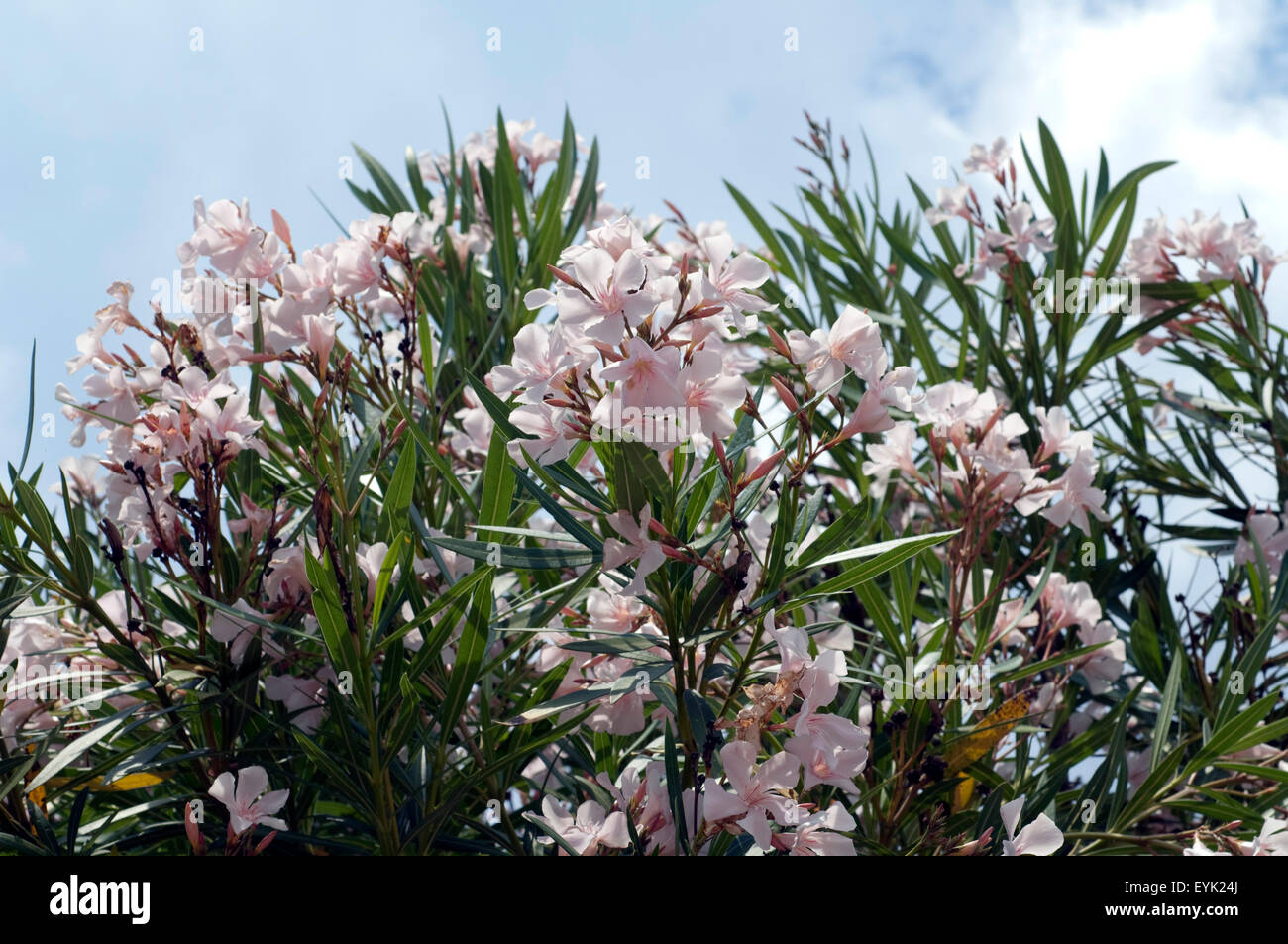 Nerium oleander Oleander ; ; ; ; ; Wildpflanzen Giftpflanze Banque D'Images