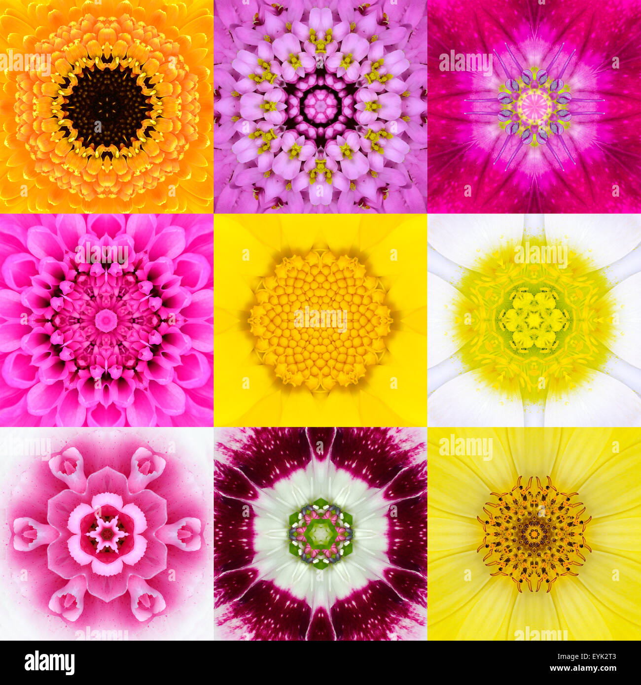 Collection Série de 9 Fleurs concentriques Mandalas. Fleur fond plein cadre dans diverses couleurs, jaune, rose, orange, bleu, R Banque D'Images