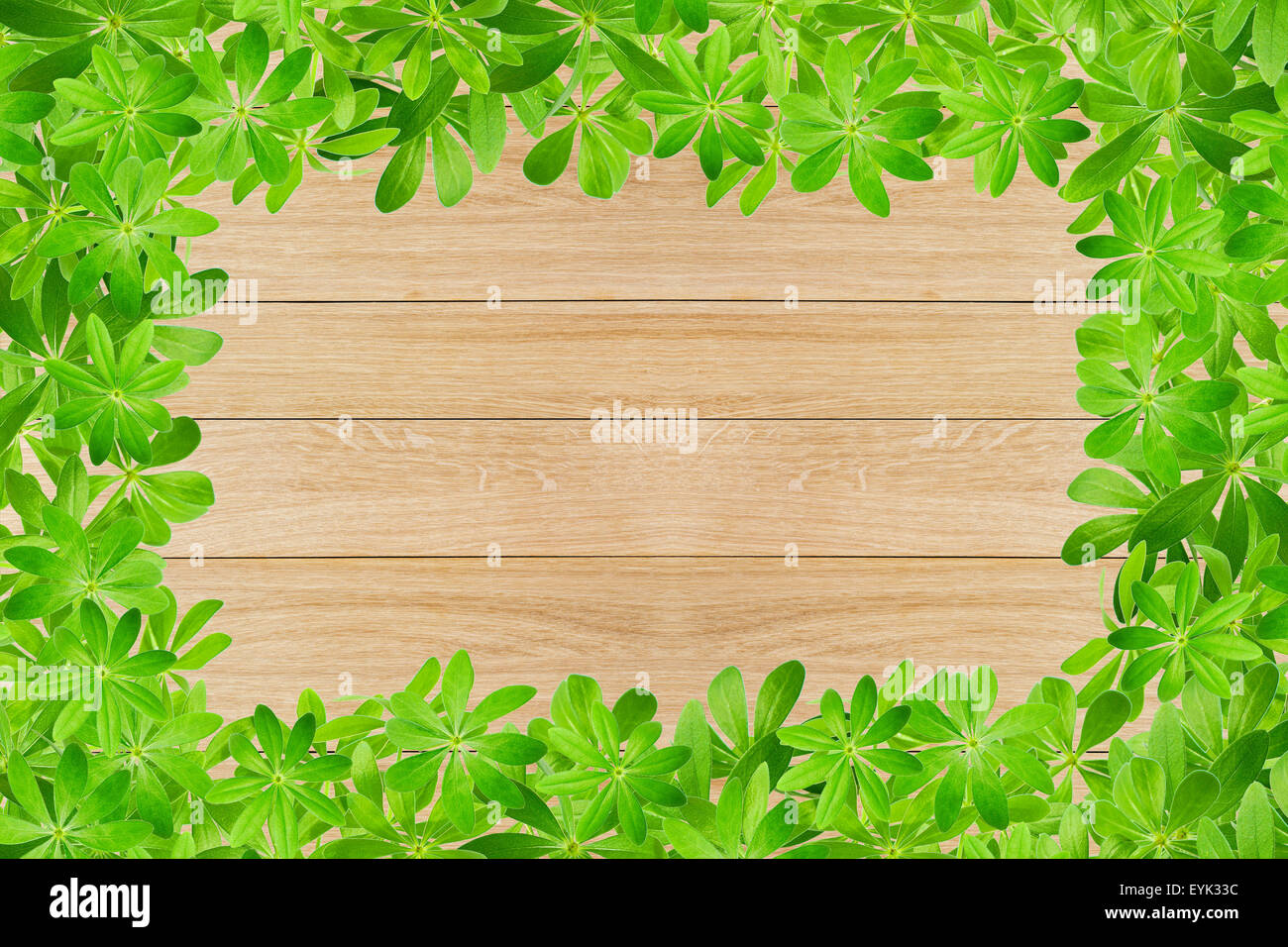Sweet woodruff feuilles comme trame sur planches en bois Banque D'Images