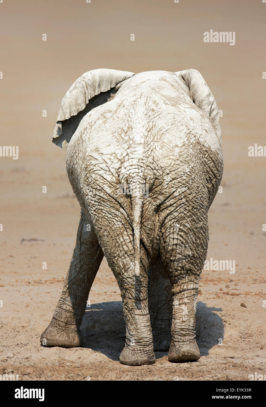 Vue arrière d'un éléphant très boueuses sur les plaines salées de l'Etosha National Park Banque D'Images