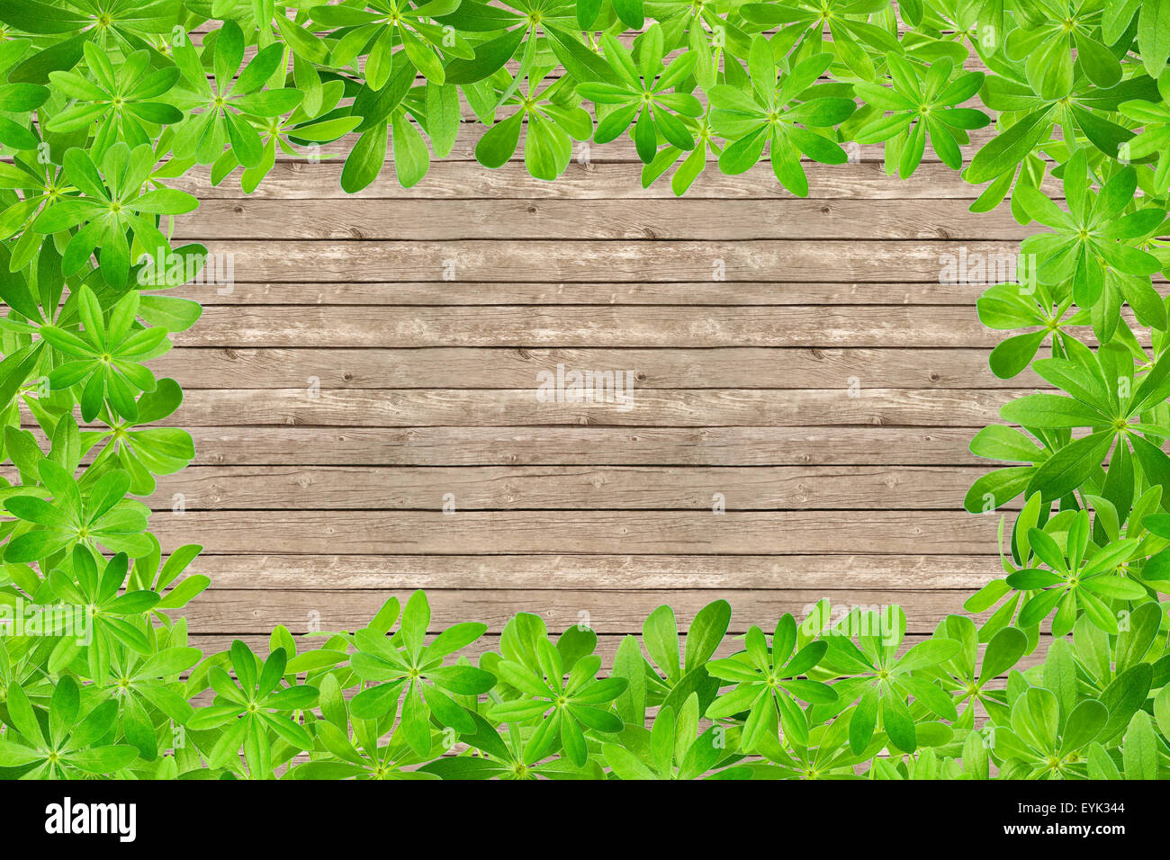 Sweet woodruff feuilles comme trame sur planches rustiques Banque D'Images