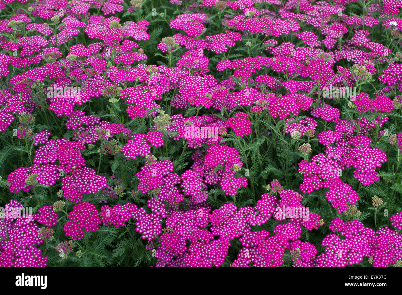 L'Achillea millefolium. L'Achillea Nouveau Vintage Violet . Fleurs de millefeuille Banque D'Images