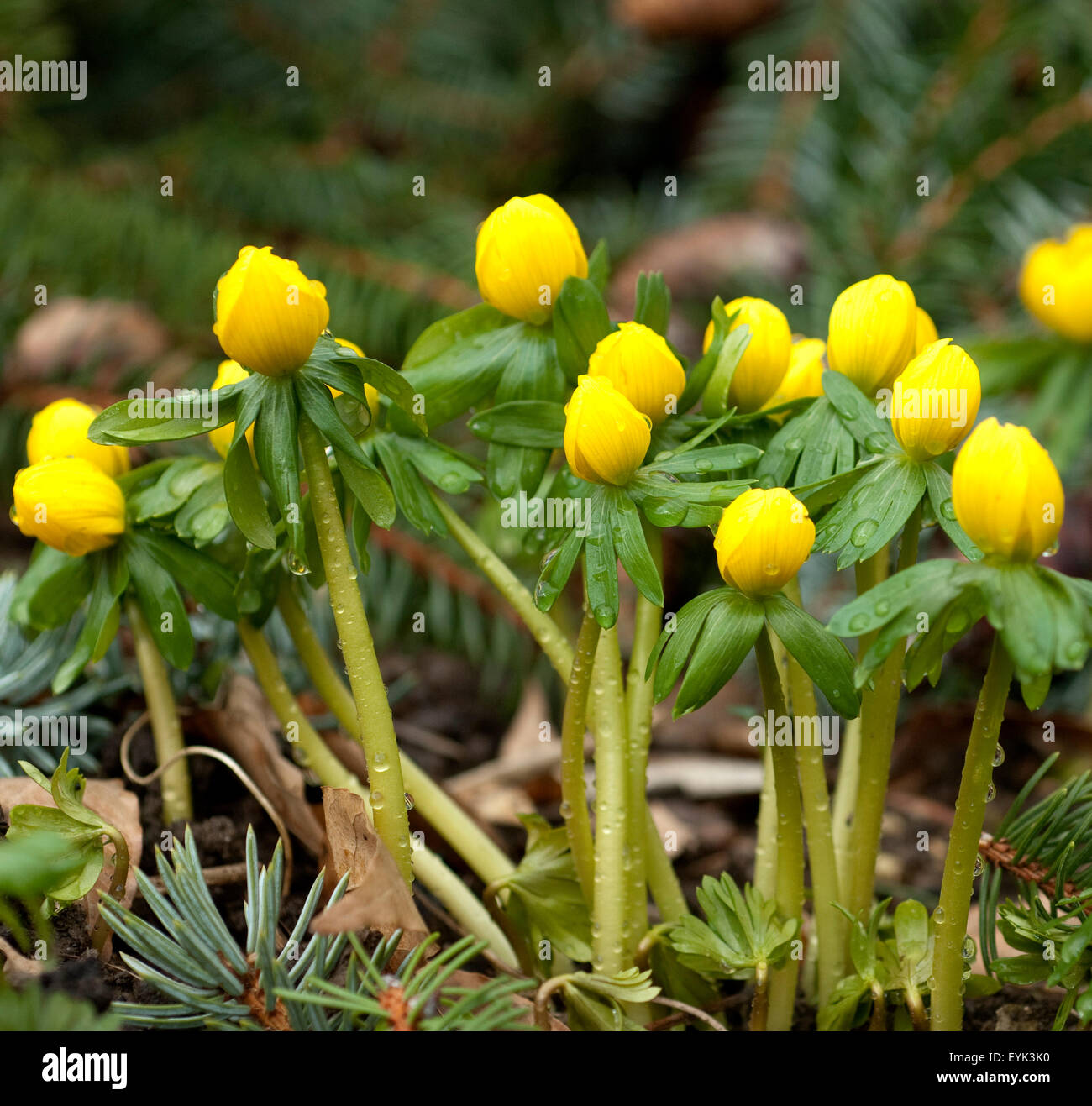 Eranthis hyemalis Winterling,,, Banque D'Images