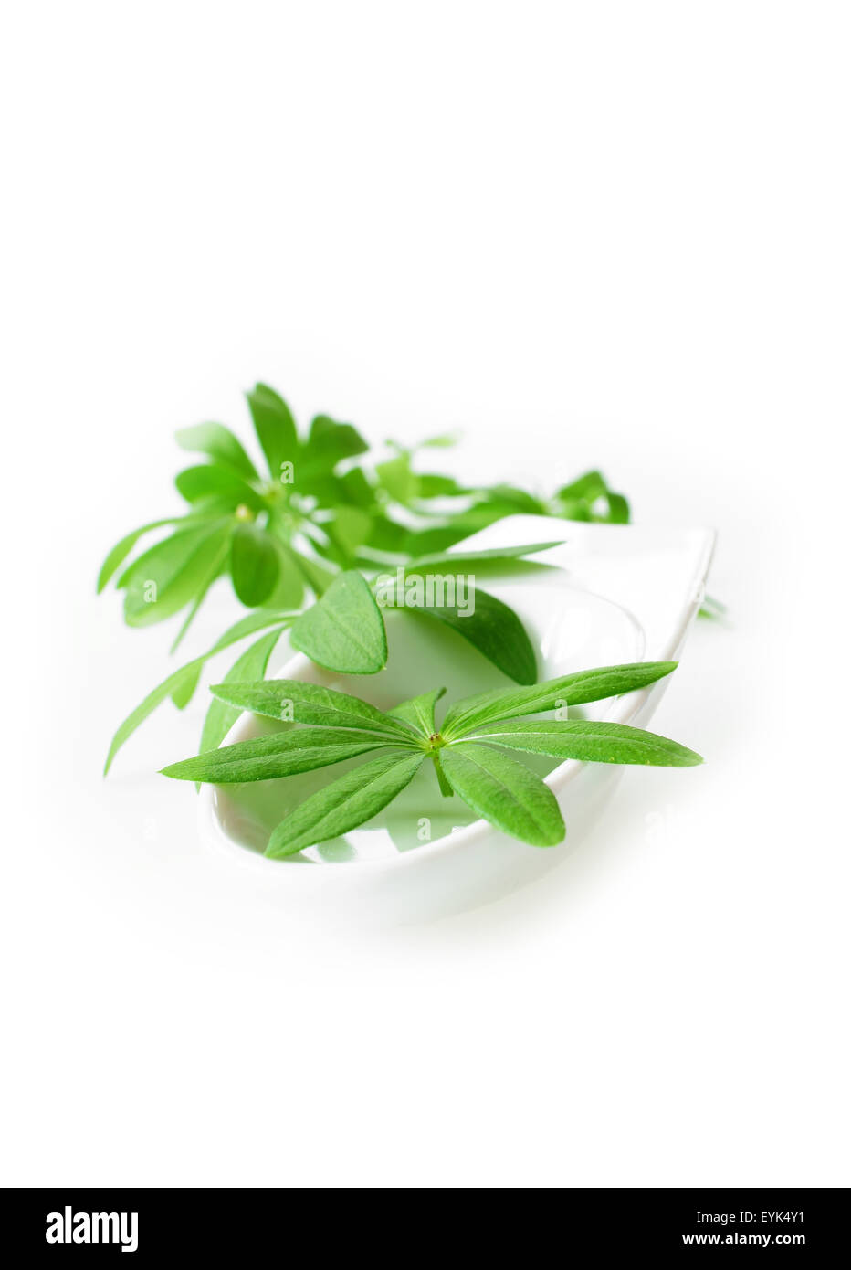 Woodruff sucré frais feuilles dans un plat en porcelaine blanche sur fond blanc Banque D'Images