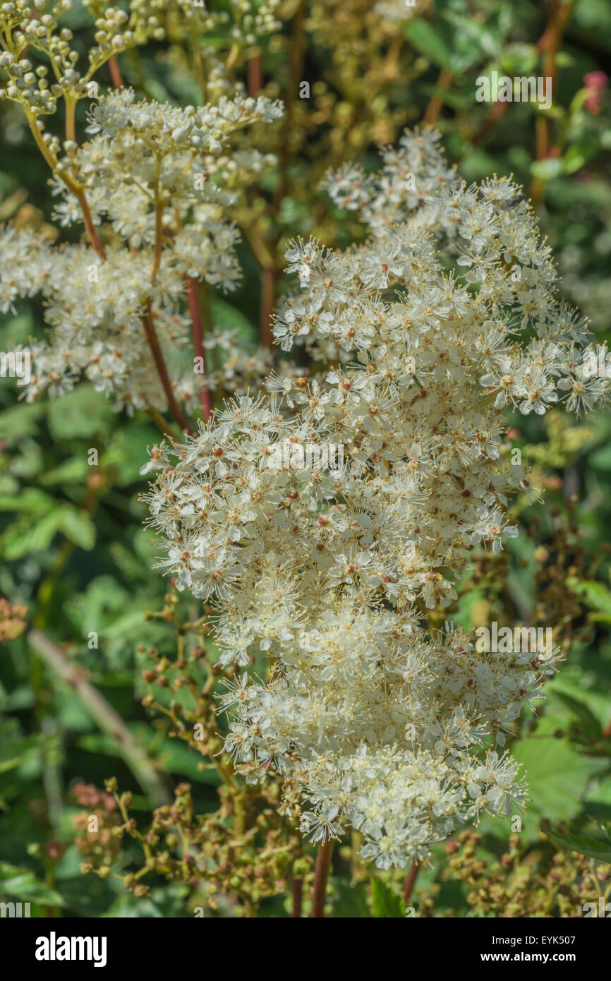 Fleurs Et Boutons De Fleurs De Reine Des Pres Filipendula Ulmaria L Eau D Une Usine De Nourriture Pour Fleurs Feuilles D Erable Pour Leurs Proprietes Analgesiques Photo Stock Alamy