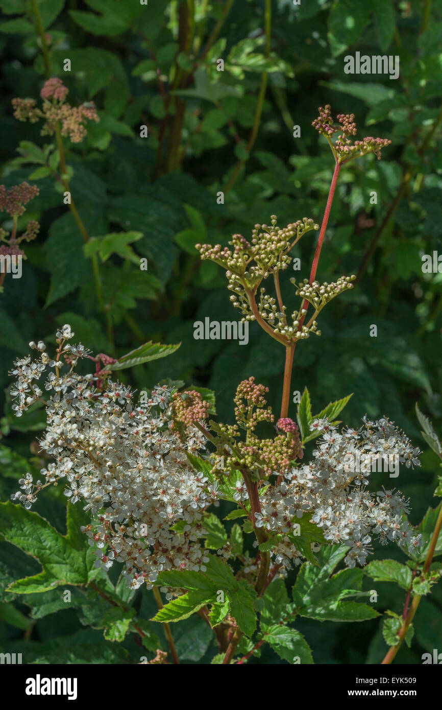 Fleurs et boutons de fleurs de reine-des-Prés Filipendula ulmaria []. L'eau d'une usine de nourriture pour fleurs - feuilles d'érable, pour leurs propriétés analgésiques. Banque D'Images