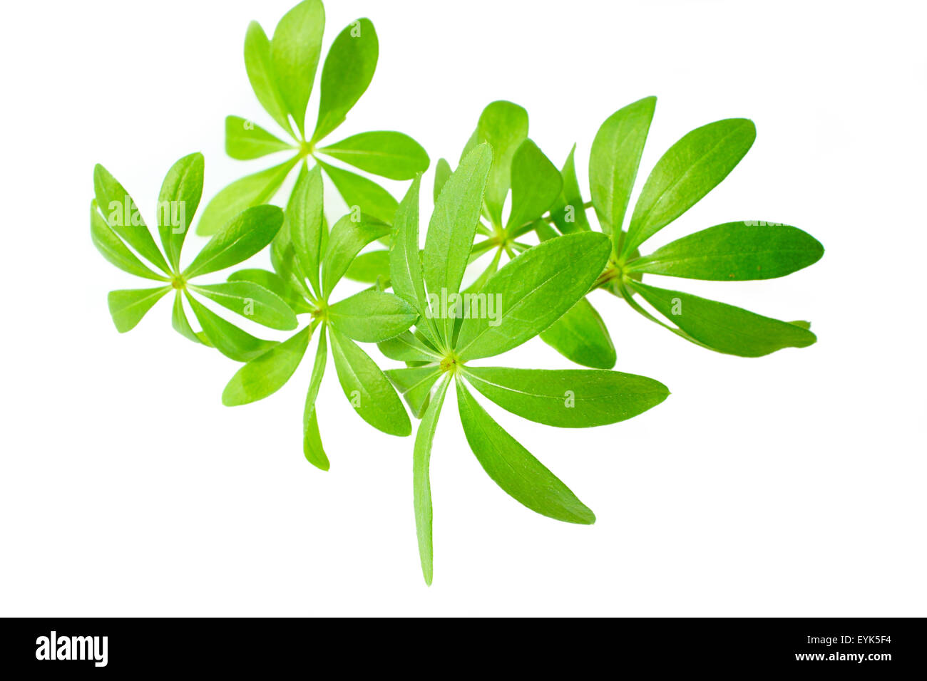 Les feuilles fraîches Sweet woodruff in front of white background Banque D'Images