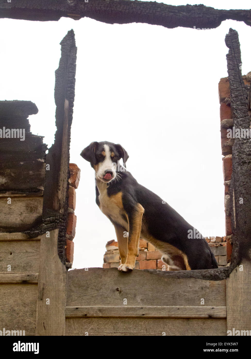 Watcher chien Banque D'Images