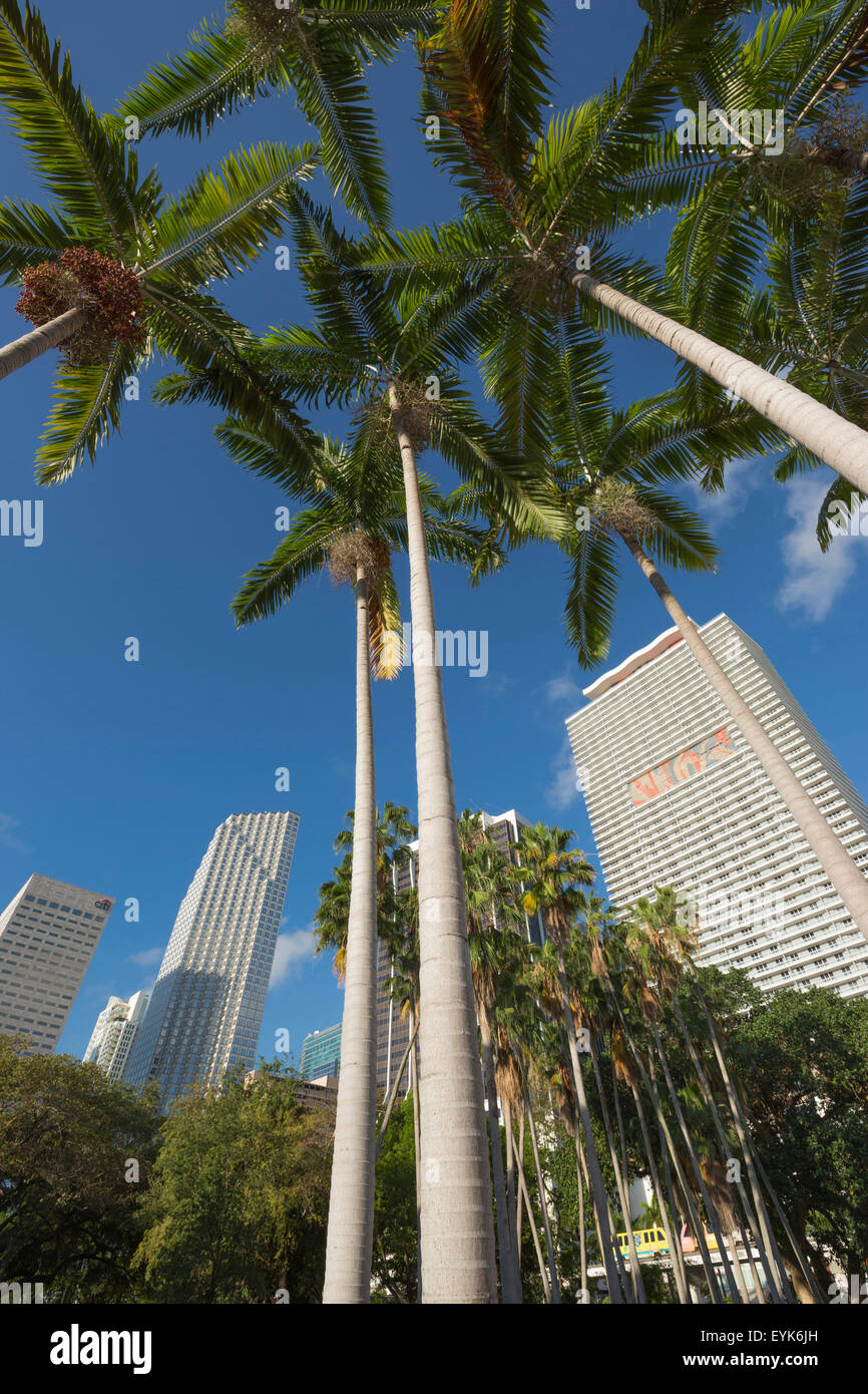 De hauts palmiers gratte-ciel du centre-ville de Miami, Floride, USA Banque D'Images
