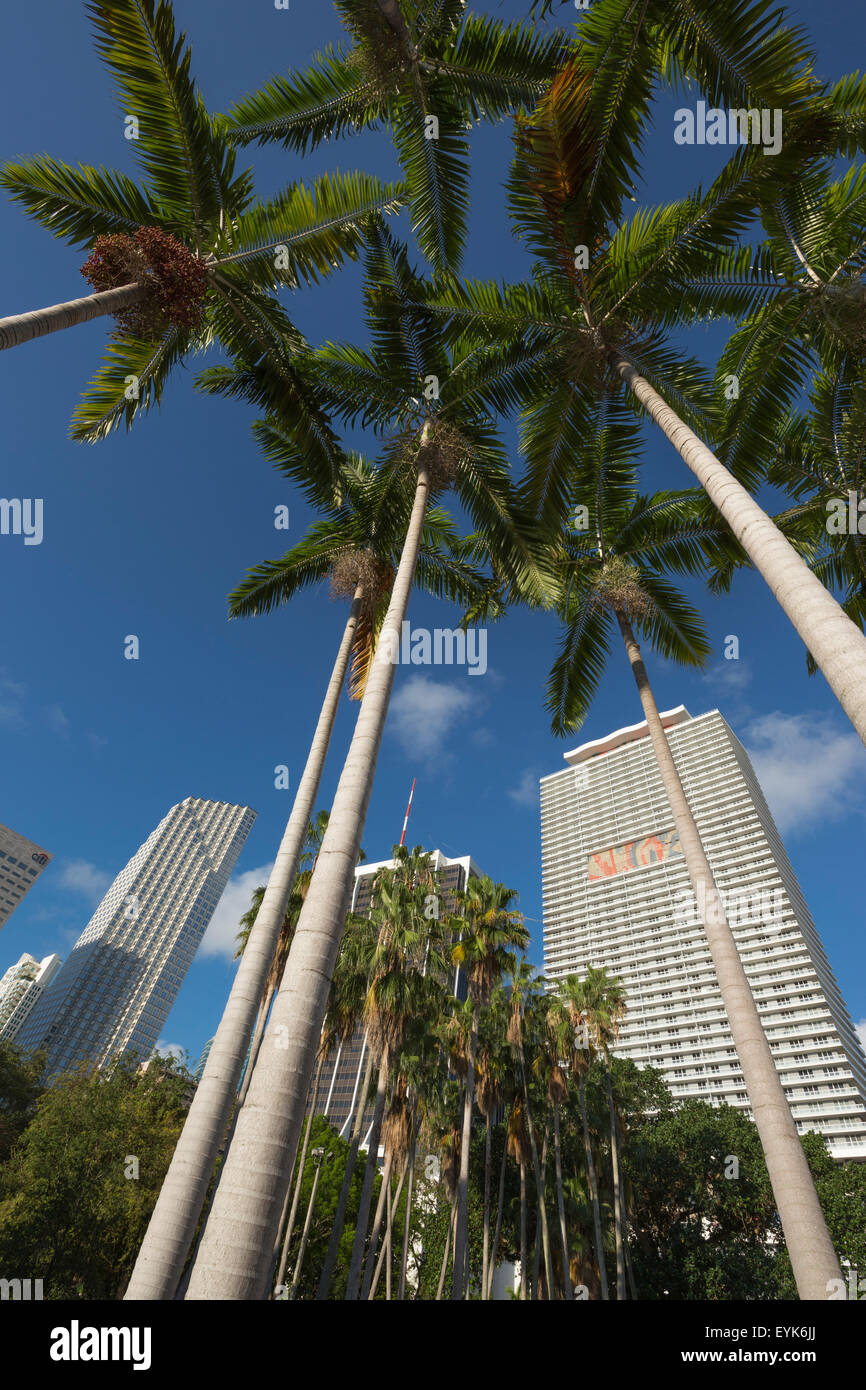 De hauts palmiers gratte-ciel du centre-ville de Miami, Floride, USA Banque D'Images