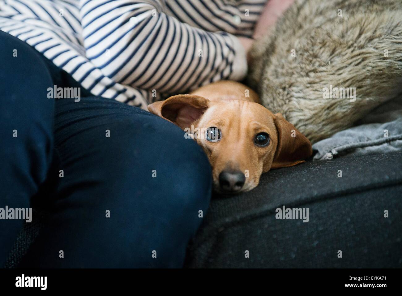 Dog lying on sofa, portrait Banque D'Images