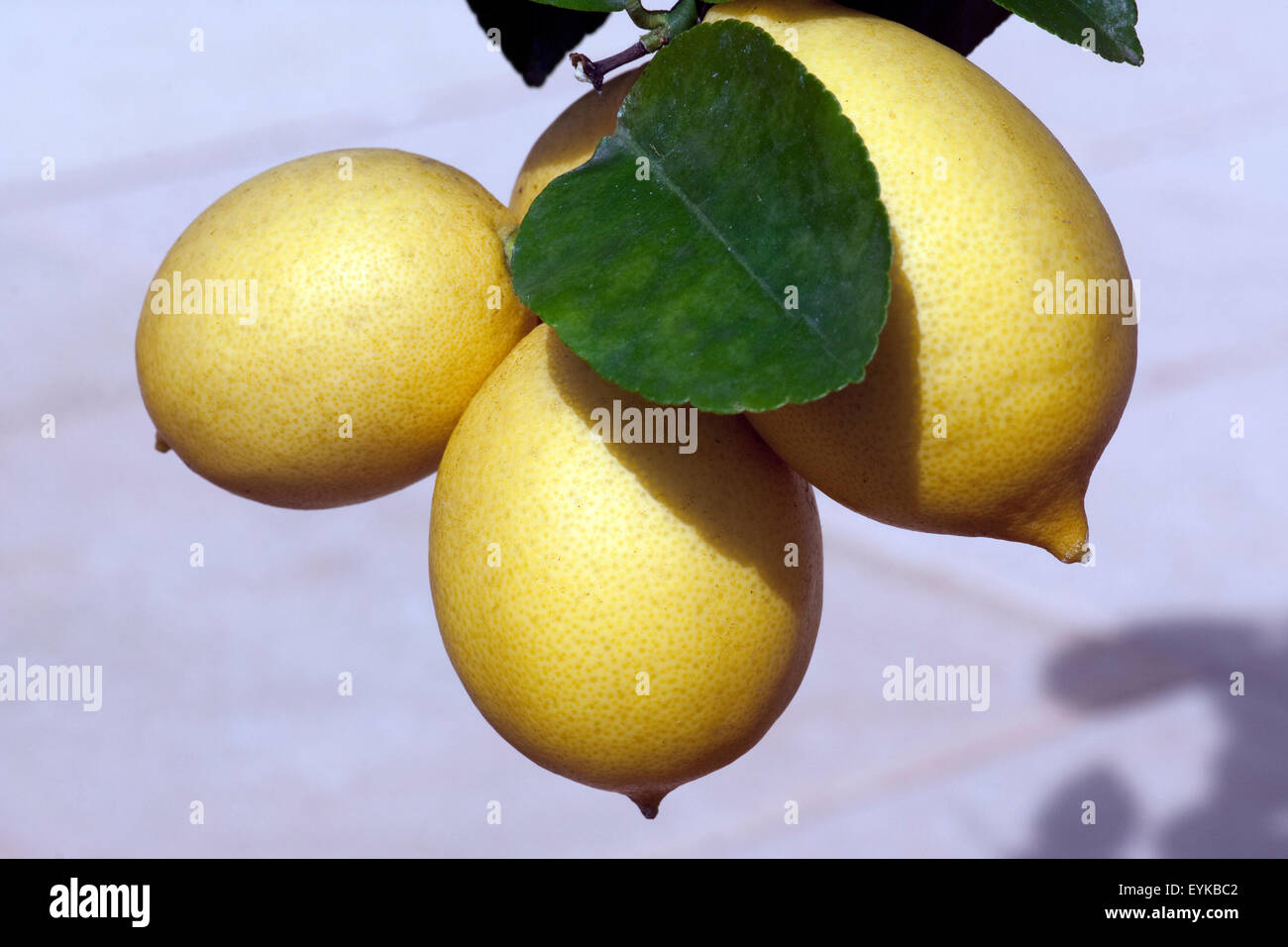 Zitrone ; Citrus limon ; ; ; Zitronen Banque D'Images
