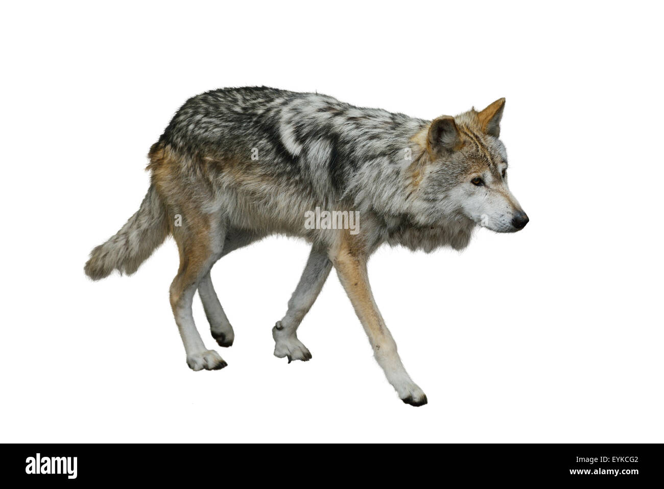 Portrait De Loup Gris Isole Sur Fond Blanc Photo Stock Alamy Portrait De Loup Gris Isole Sur Fond Blanc Photo Stock Alamy