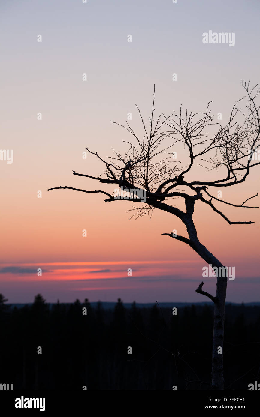 Petit arbre silhouette après le coucher du soleil Banque D'Images