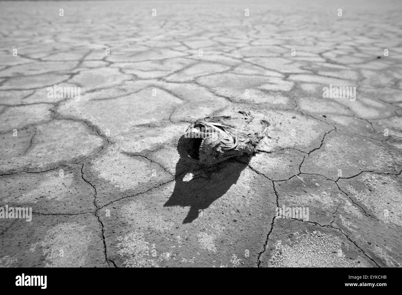 La sécheresse en noir et blanc de poissons tués dans le désert de Mojave en Californie. Banque D'Images