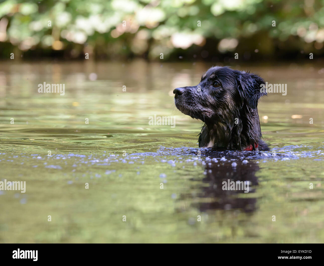 Collie dog cross natation dans le lac en attente pour le jouet d'être jeté Banque D'Images