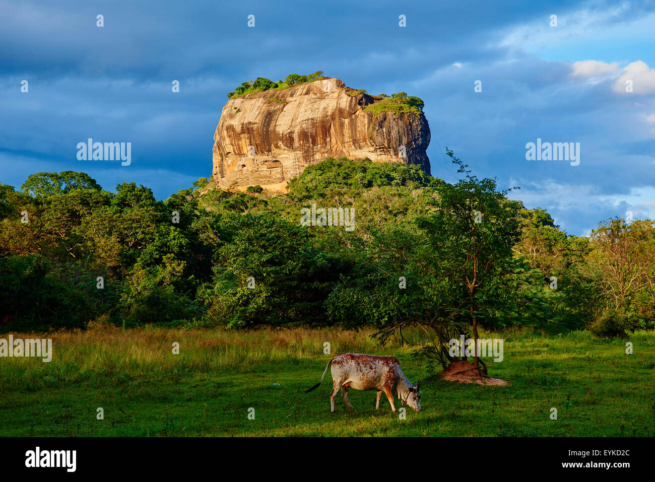 Sri Lanka, Ceylan, île forteresse de Sigiriya, le Rocher du Lion, site du patrimoine mondial de l'UNESCO Banque D'Images