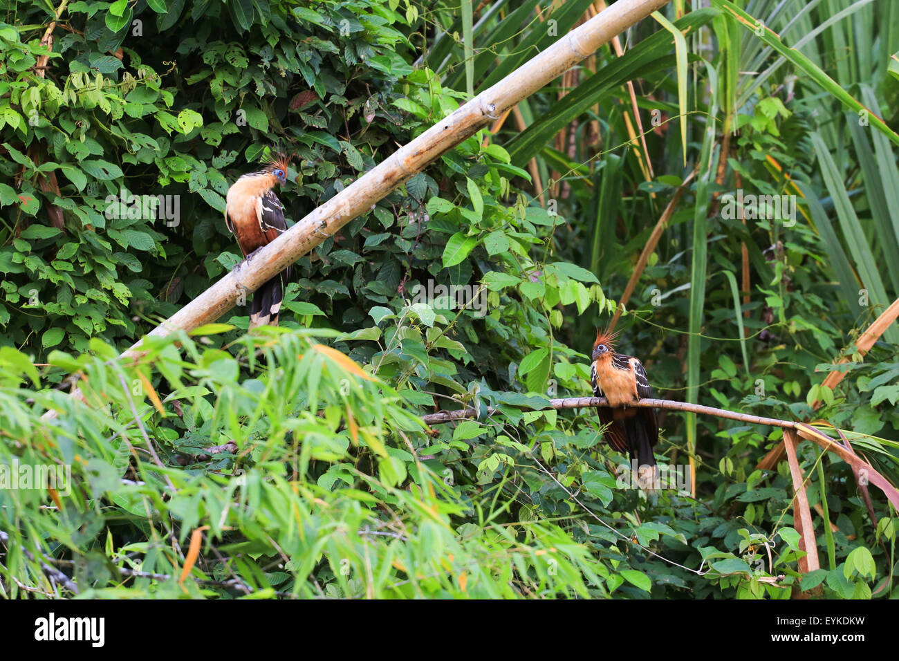 Deux oiseaux (Opisthocomus Hoatzin opithocamus) perchés sur des troncs de bambou tombé aux côtés de la Rio Napo, en Équateur. Banque D'Images