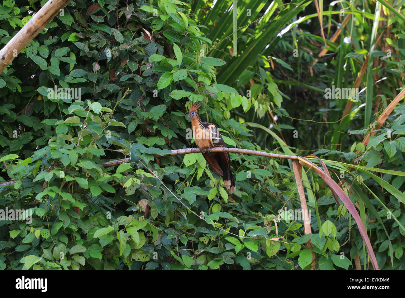 (Oiseau Hoatzin Opisthocomus opithocamus) perché sur un tronc de bambou le long de la Rio Napo, en Équateur. Banque D'Images