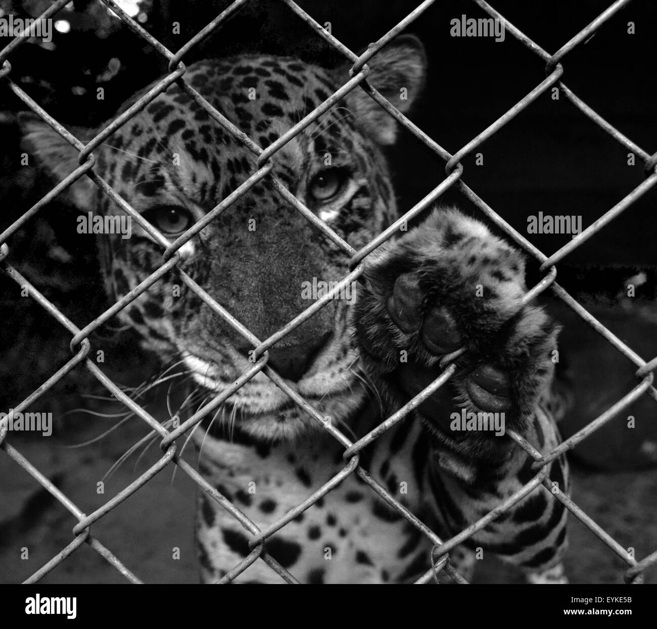 Jaguar dans une cage, offrant sa patte au photographe. Banque D'Images