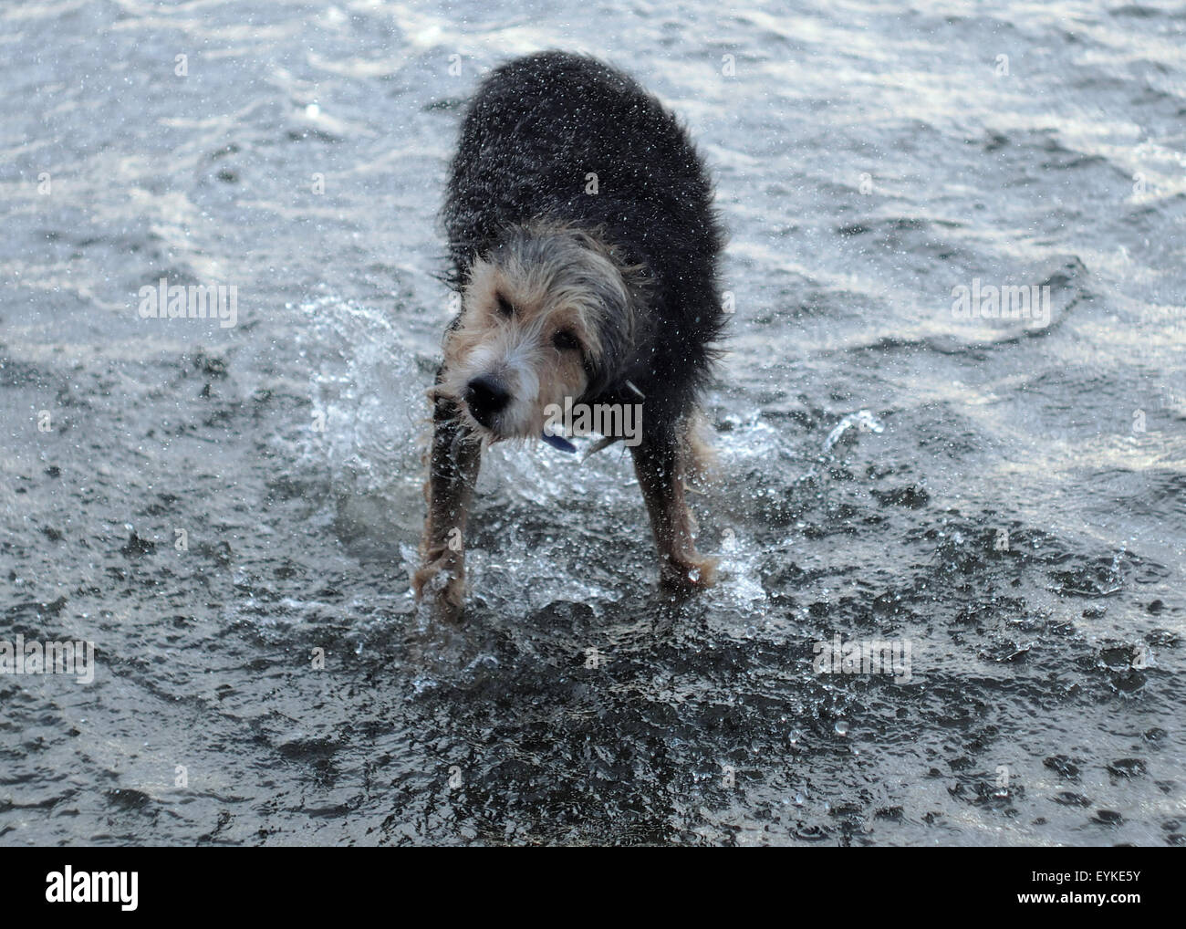 SHAGGY DOG Banque D'Images