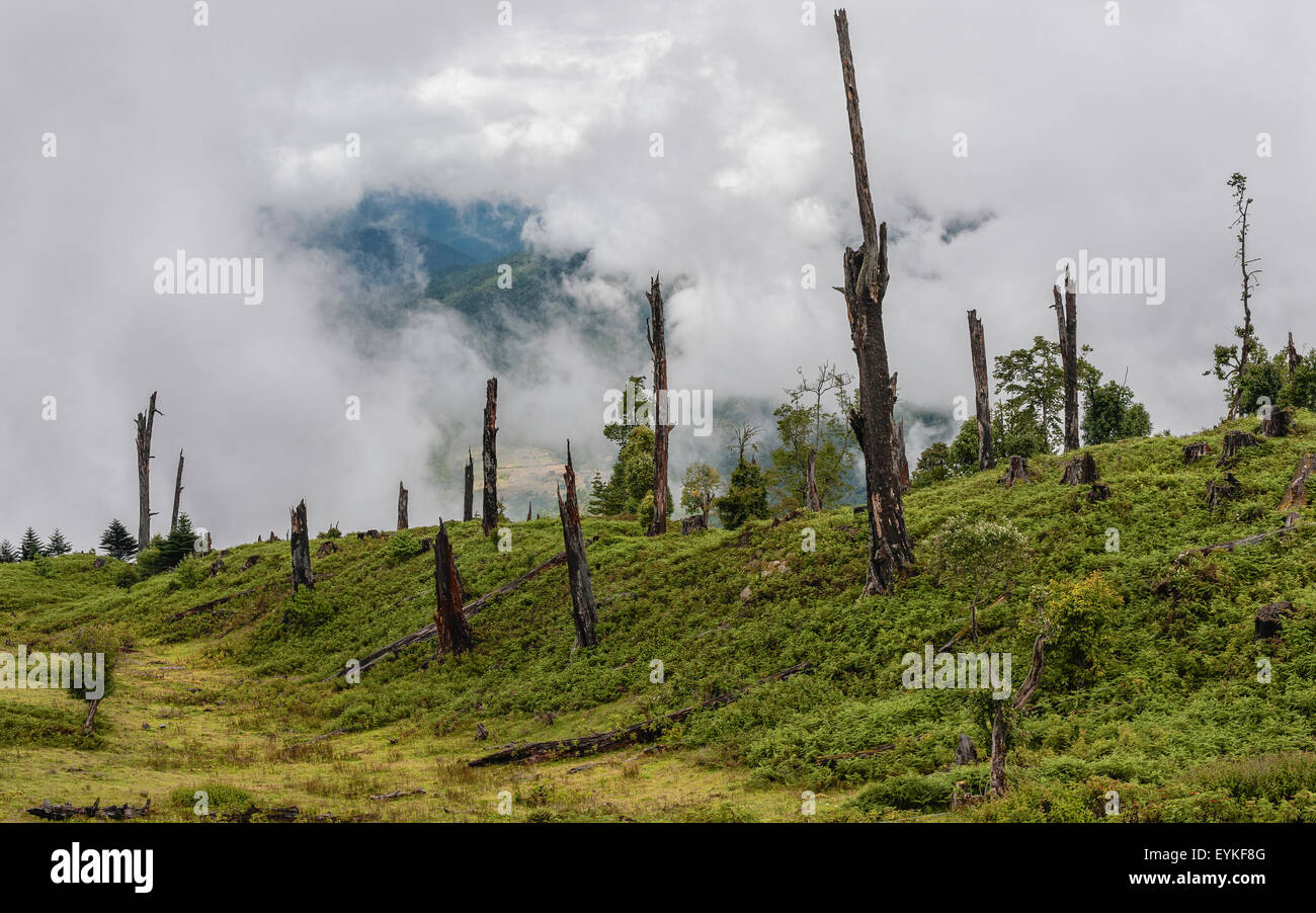 La maladie et la déforestation le long des pentes de montagne près de Dirang, de l'Arunachal Pradesh, Inde. Banque D'Images