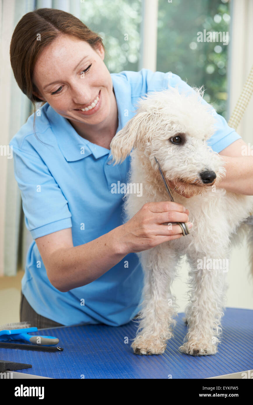 Le Chien Étant professionnellement damées à Salon Banque D'Images