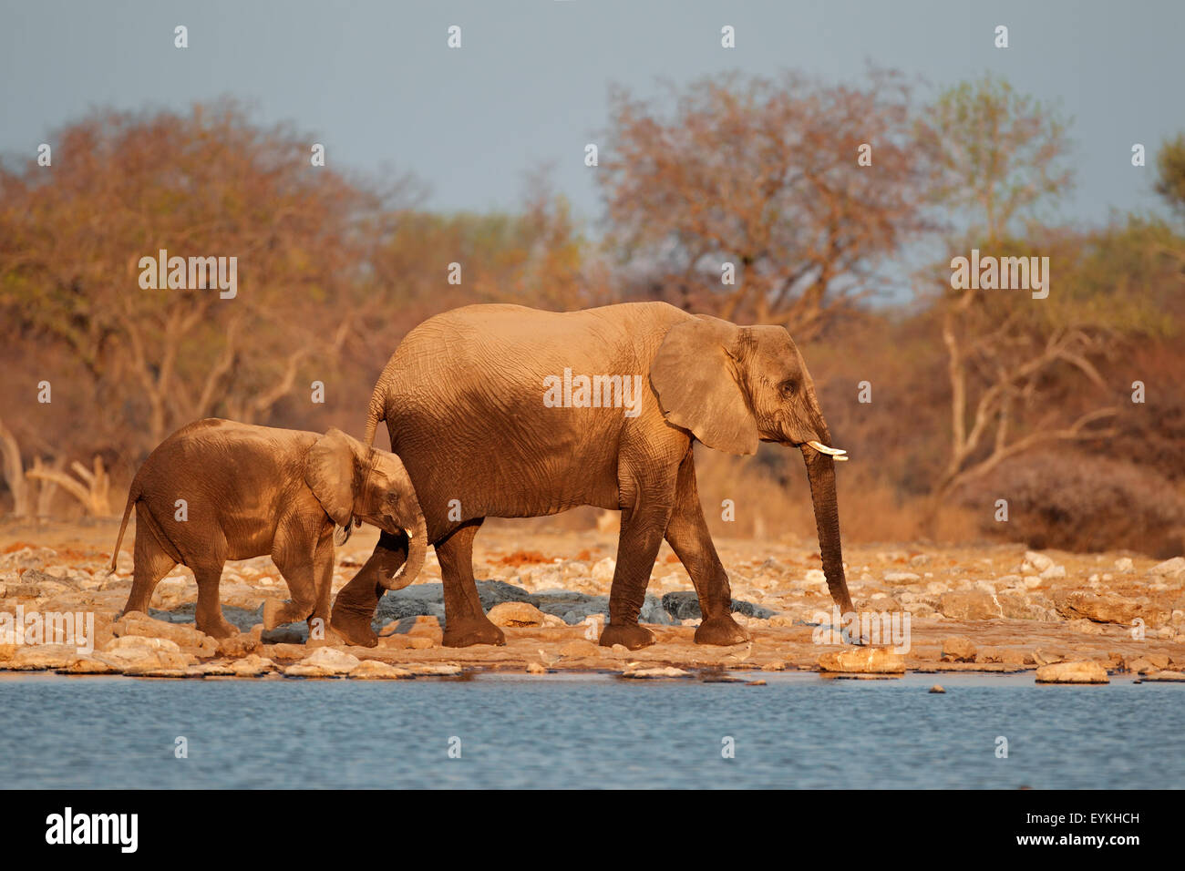 Les éléphants d'Afrique (Loxodonta africana) recouvert de poussière, Etosha National Park, Namibie Banque D'Images