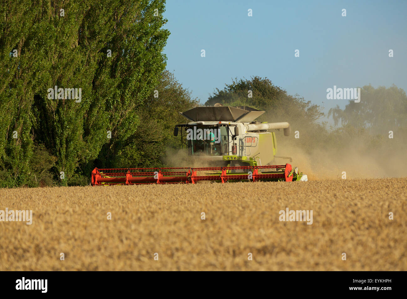 Temps de récolte dans la campagne du Sussex de l'Ouest. Moissonneuse-batteuse, couper la récolte de blé. Banque D'Images