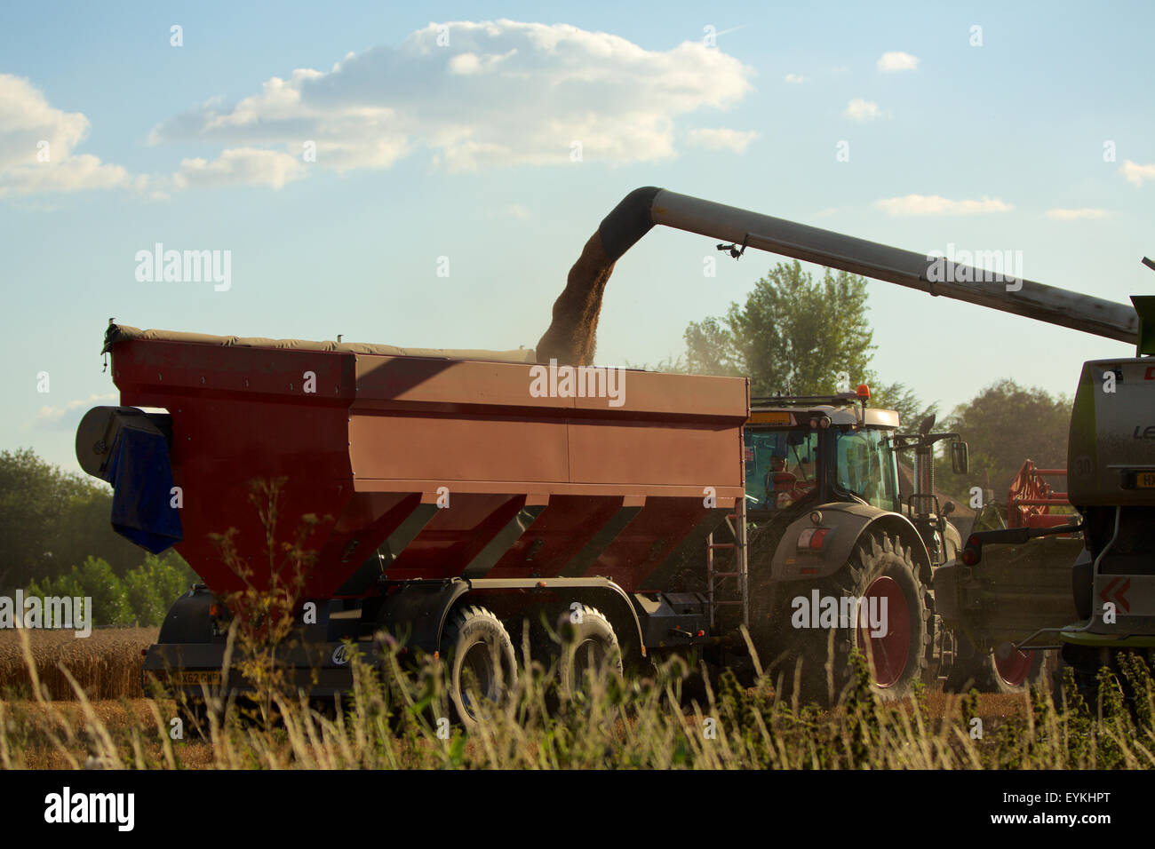 Temps de récolte dans la campagne du Sussex de l'Ouest. Moissonneuse-batteuse, vider son chargement sur un tracteur. Banque D'Images