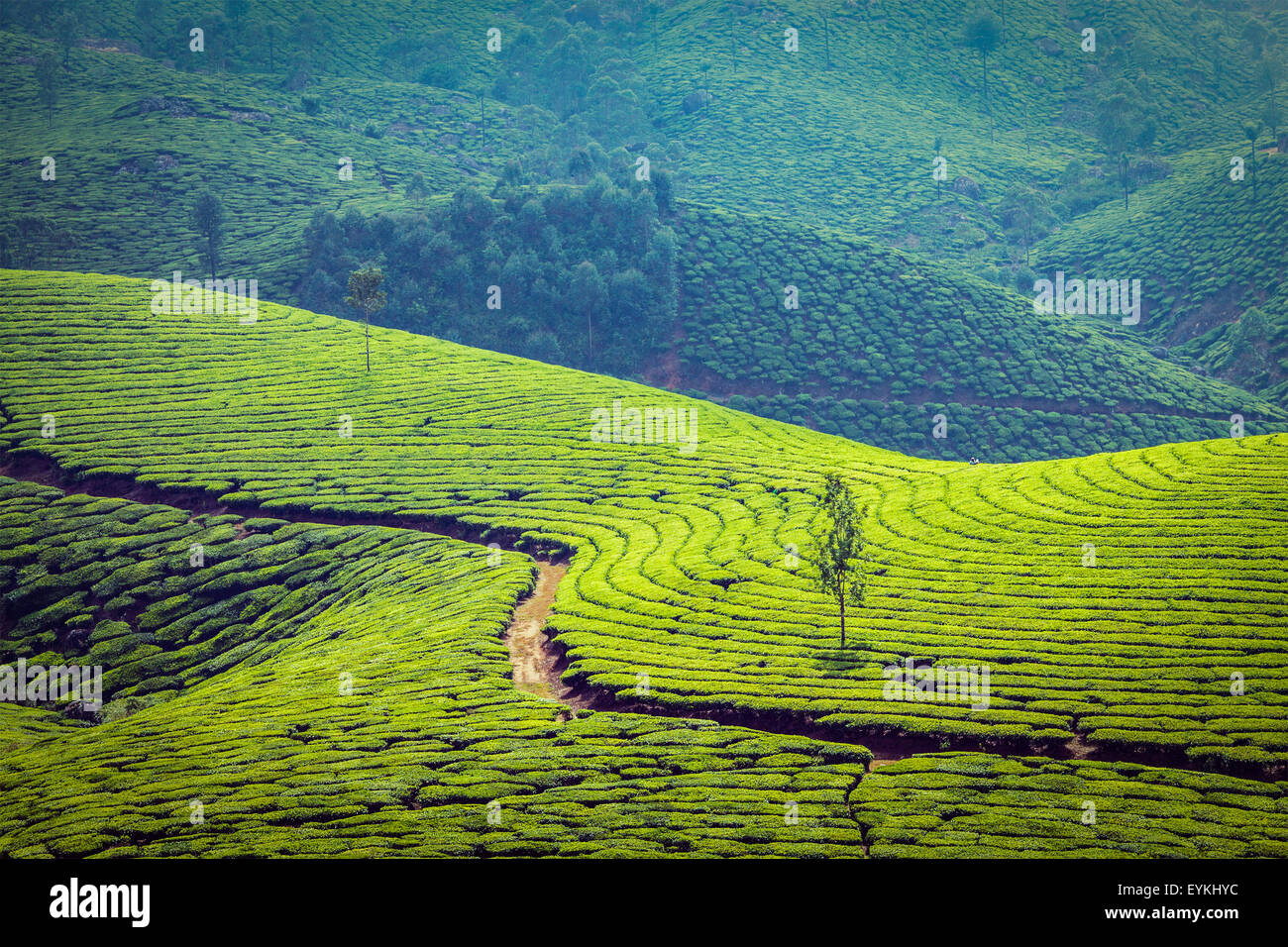 Effet Retro Vintage style hipster filtrée du Kerala Inde Image arrière-plan de voyage - vert des plantations de thé de Munnar, Inde Banque D'Images