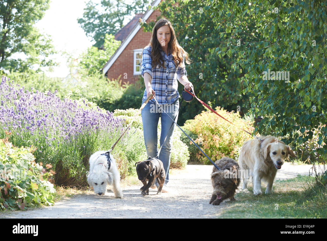 Professional Dog Walker l'exercice de chiens dans Park Banque D'Images