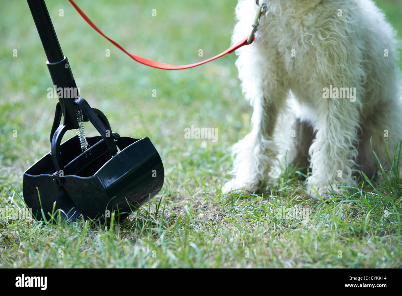 Propriétaire de chien de compensation avec une pelle Pooper Mess Banque D'Images