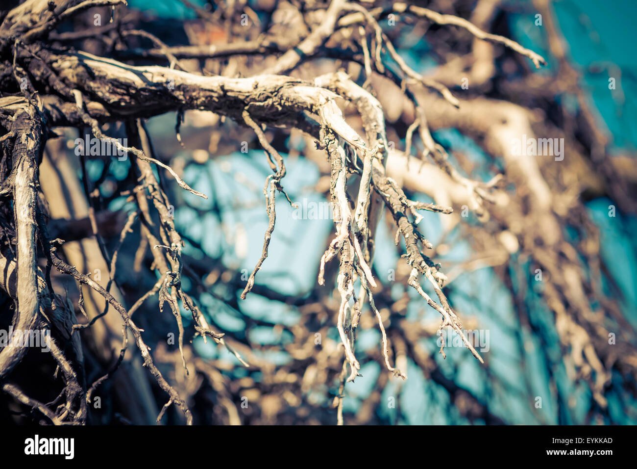 Boule de racine enchevêtrée des branches d'un arbre mort avec un fond bleu et une faible profondeur de champ. Banque D'Images