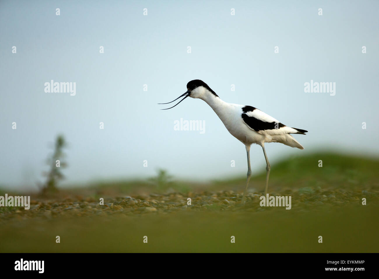 Avocette élégante (Recurvirostra avosetta) appelant à son partenaire pendant la saison de reproduction Banque D'Images