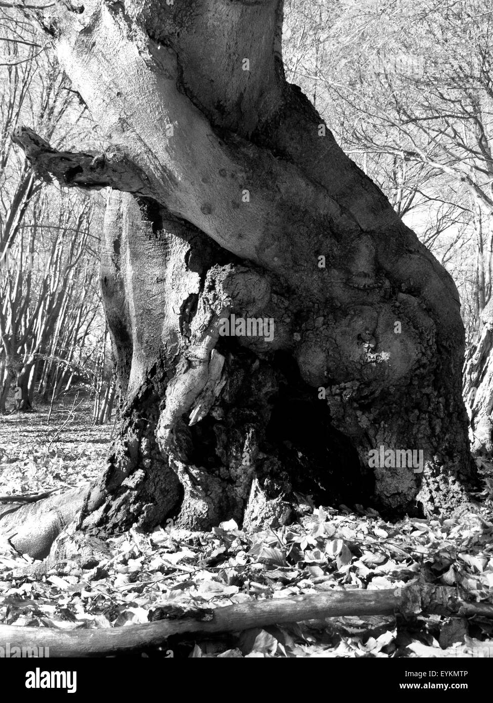 Arbre généalogique en couleurs d'automne brumeux Banque D'Images