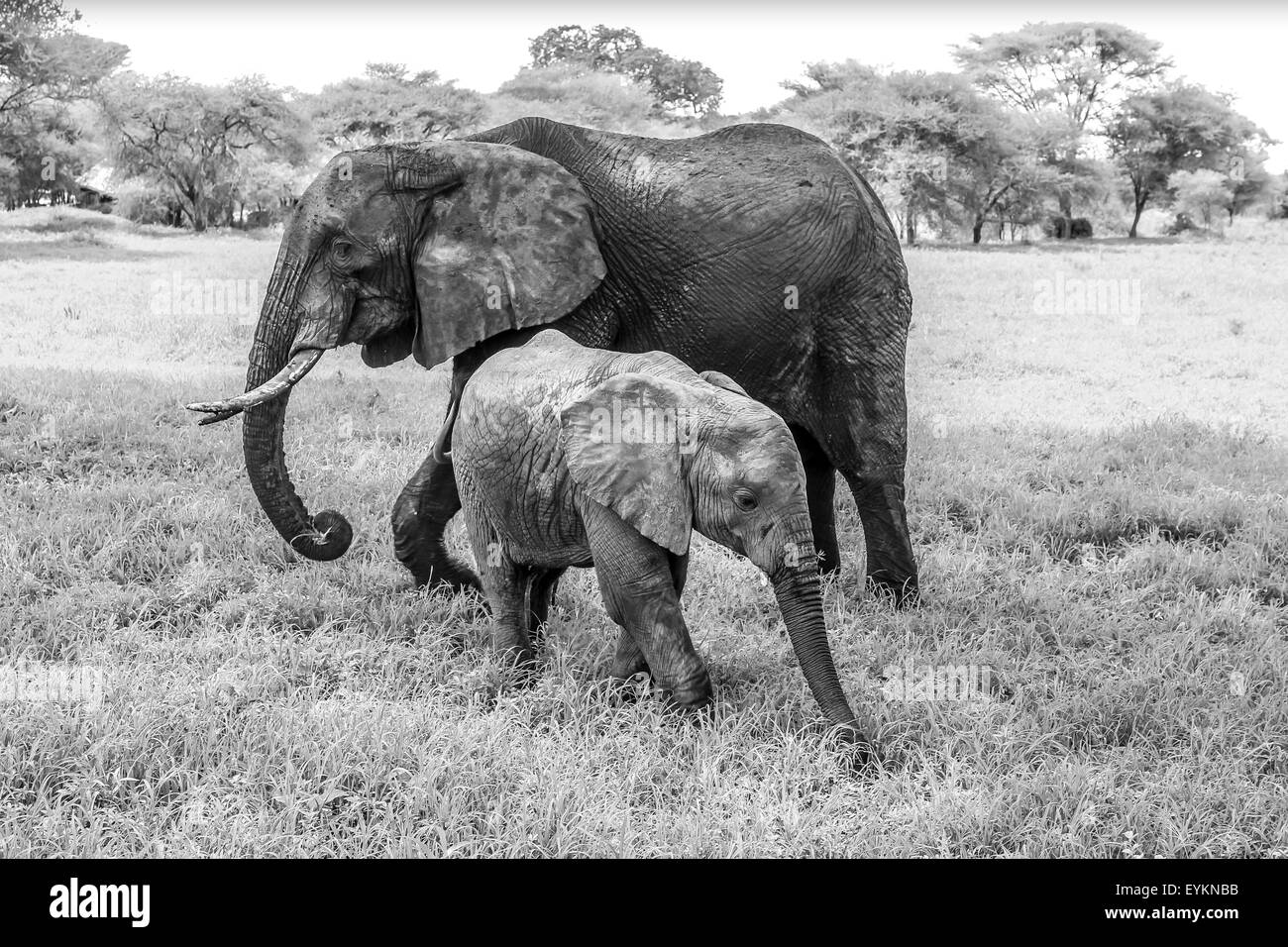 Bébé éléphant Banque D'Images