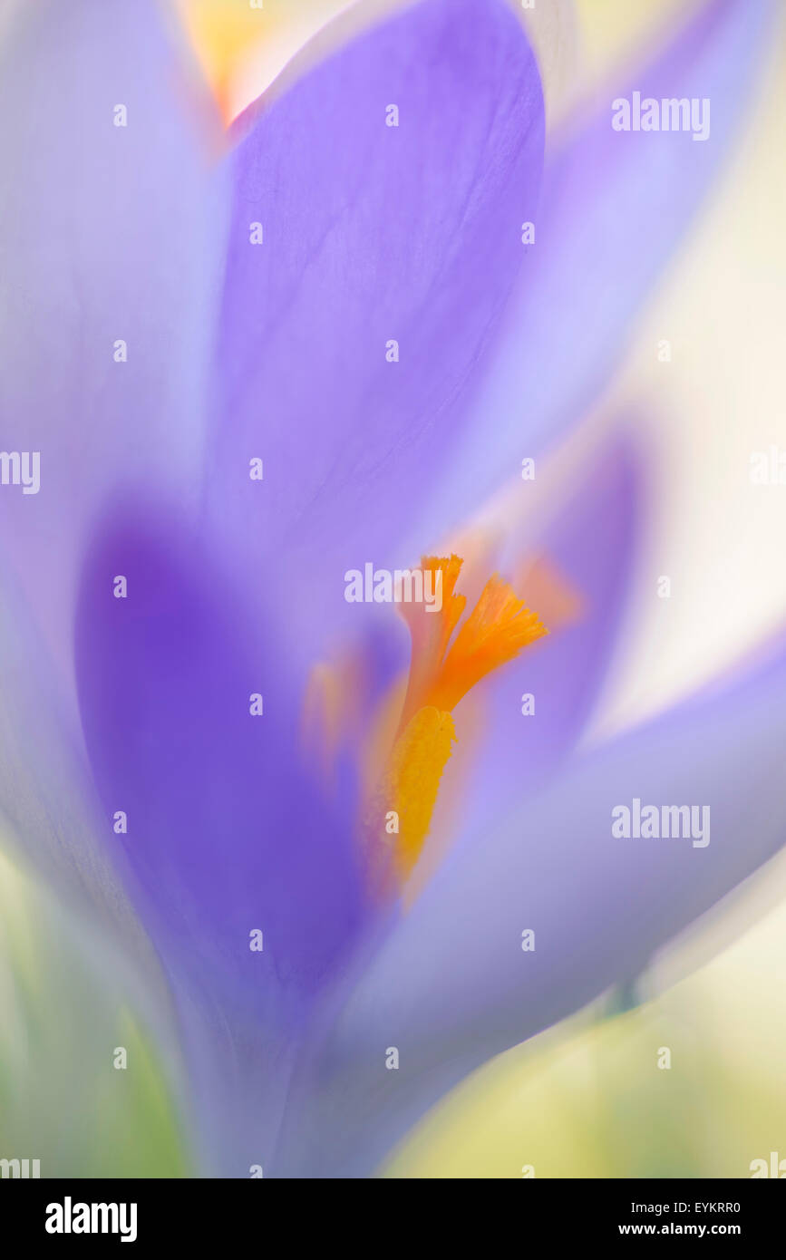 Printemps, Crocus Crocus vernus, blossom, Banque D'Images