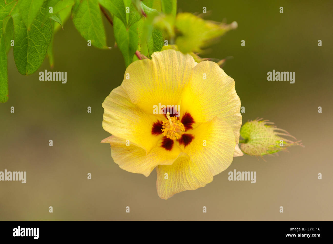 Gossypium darwinii, fleur de coton Galapagos à Urbina Bay, l'île Isabela, îles Galapagos, Equateur Banque D'Images