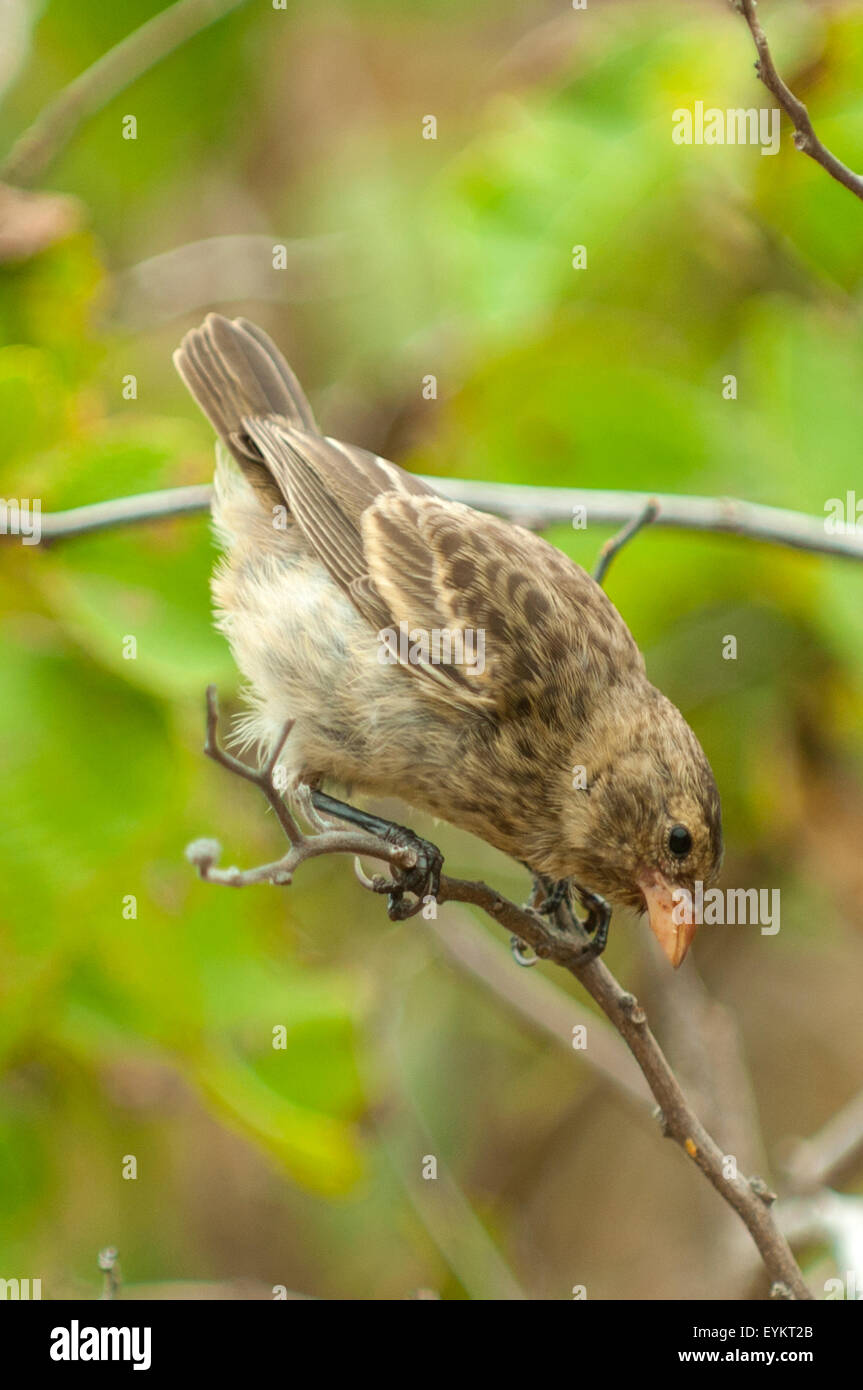 Femelle Geospiza Fortis, la masse moyenne Finch, le Tagus Cove, l'île Isabela, îles Galapagos, Equateur Banque D'Images