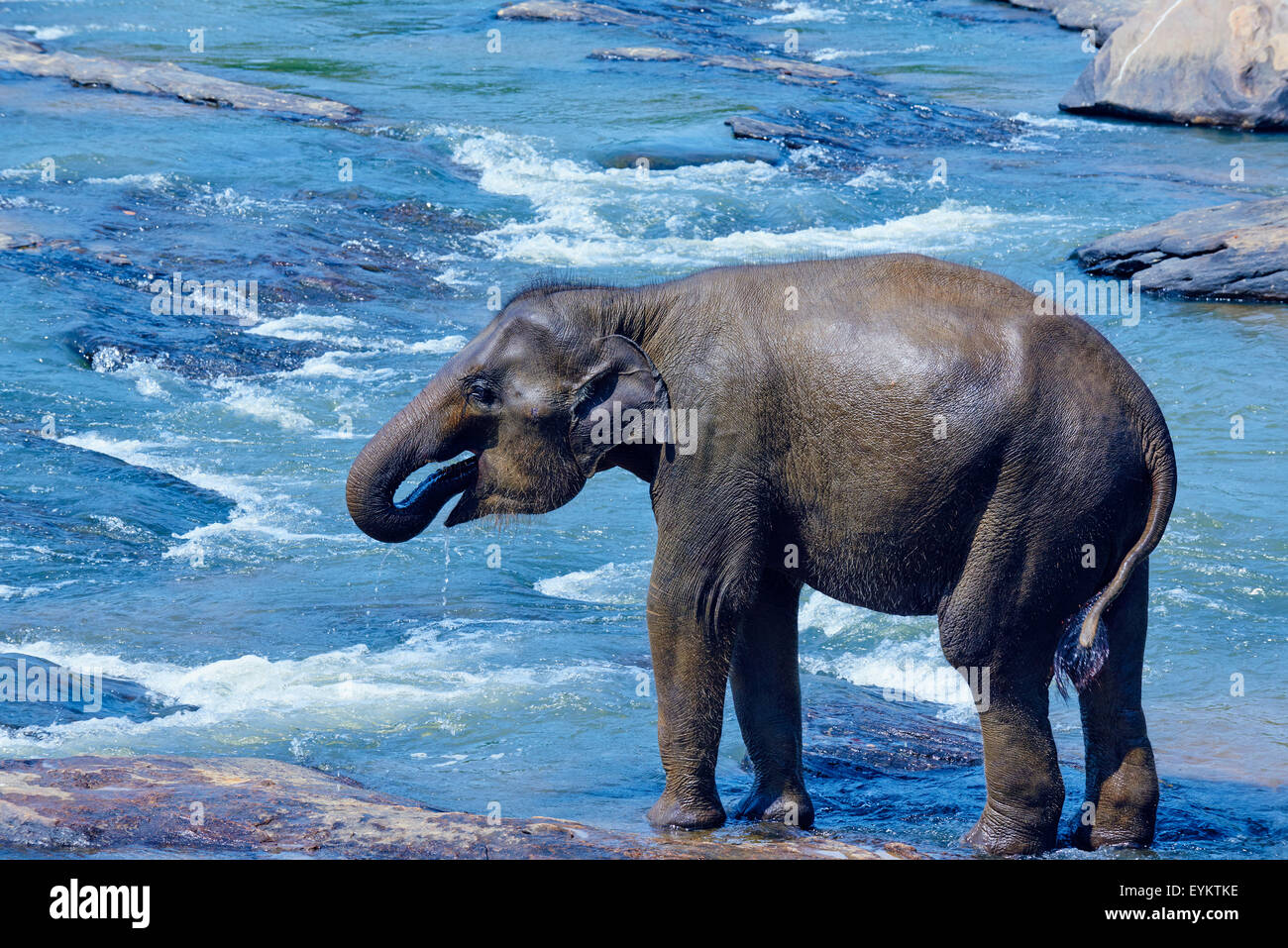 Sri Lanka, Ceylan, Île-de-France, l'orphelinat des éléphants de Pinnawela, éléphant baignoire Banque D'Images