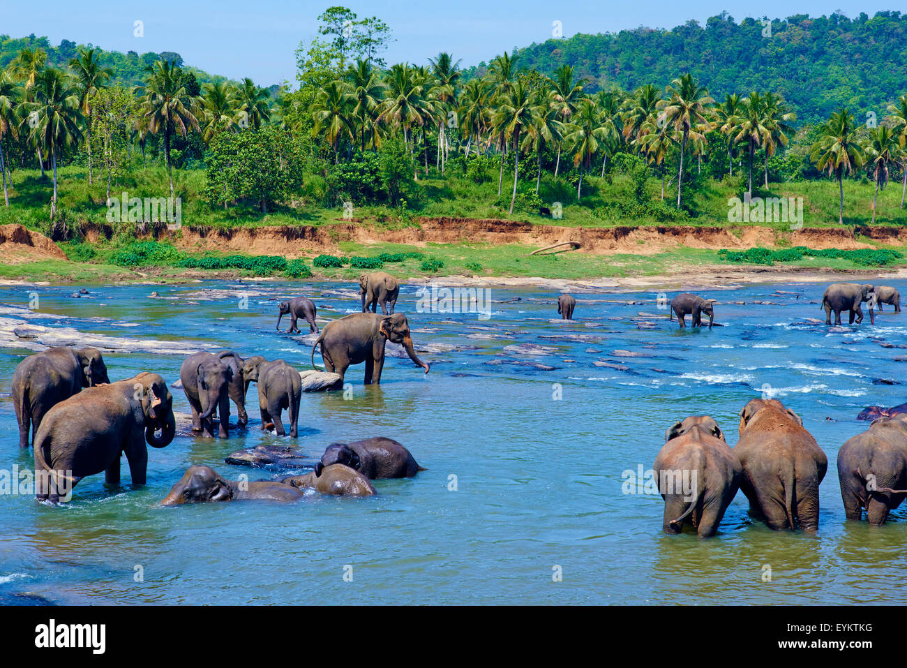 Sri Lanka, Ceylan, Île-de-France, l'orphelinat des éléphants de Pinnawela, éléphant baignoire Banque D'Images