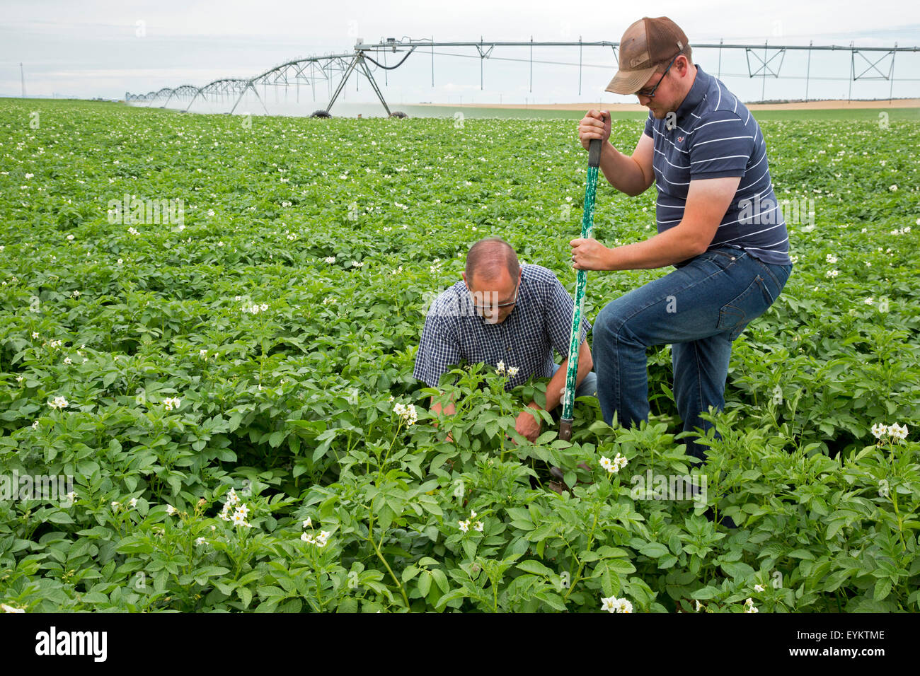 Shelley, New York - producteur de pommes de terre Bryan Searle et son fils, Ray, déterrer une plante pour contrôler la croissance des pommes de terre sur leur ferme. Banque D'Images