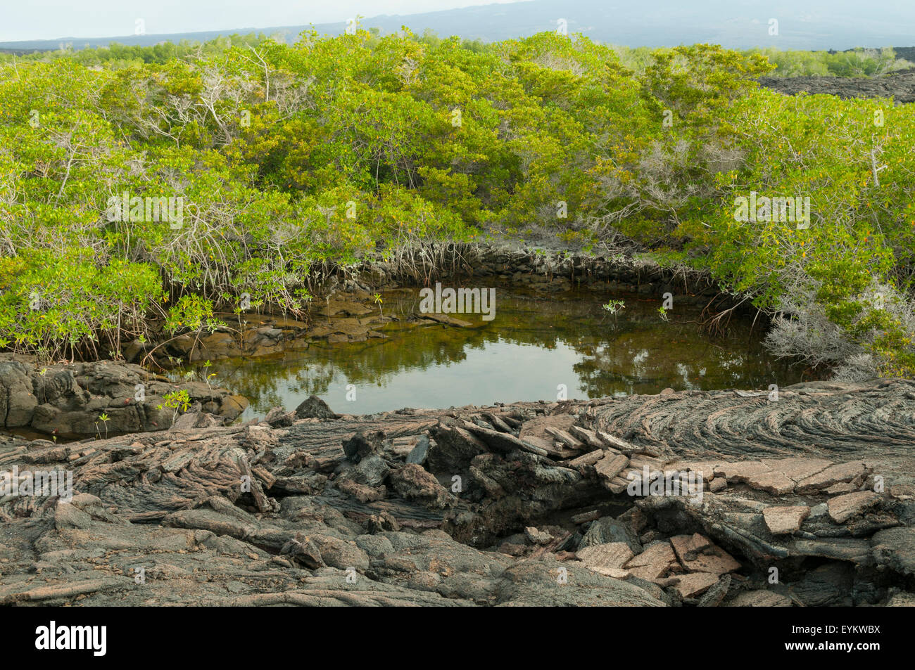 La pierre de lave de l'île Fernandina, piscine, îles Galapagos, Equateur Banque D'Images