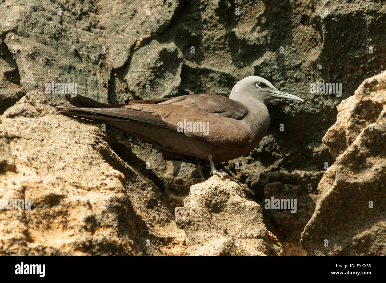 Anous stolidus, noddi brun, Isabela Island, îles Galapagos, Equateur Banque D'Images