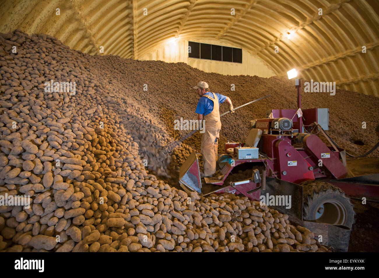 Shelley, New York - Un travailleur se charge de pommes de terre d'une pomme de terre de la ferme cave pour livraison à une usine de conditionnement de pommes de terre. Banque D'Images