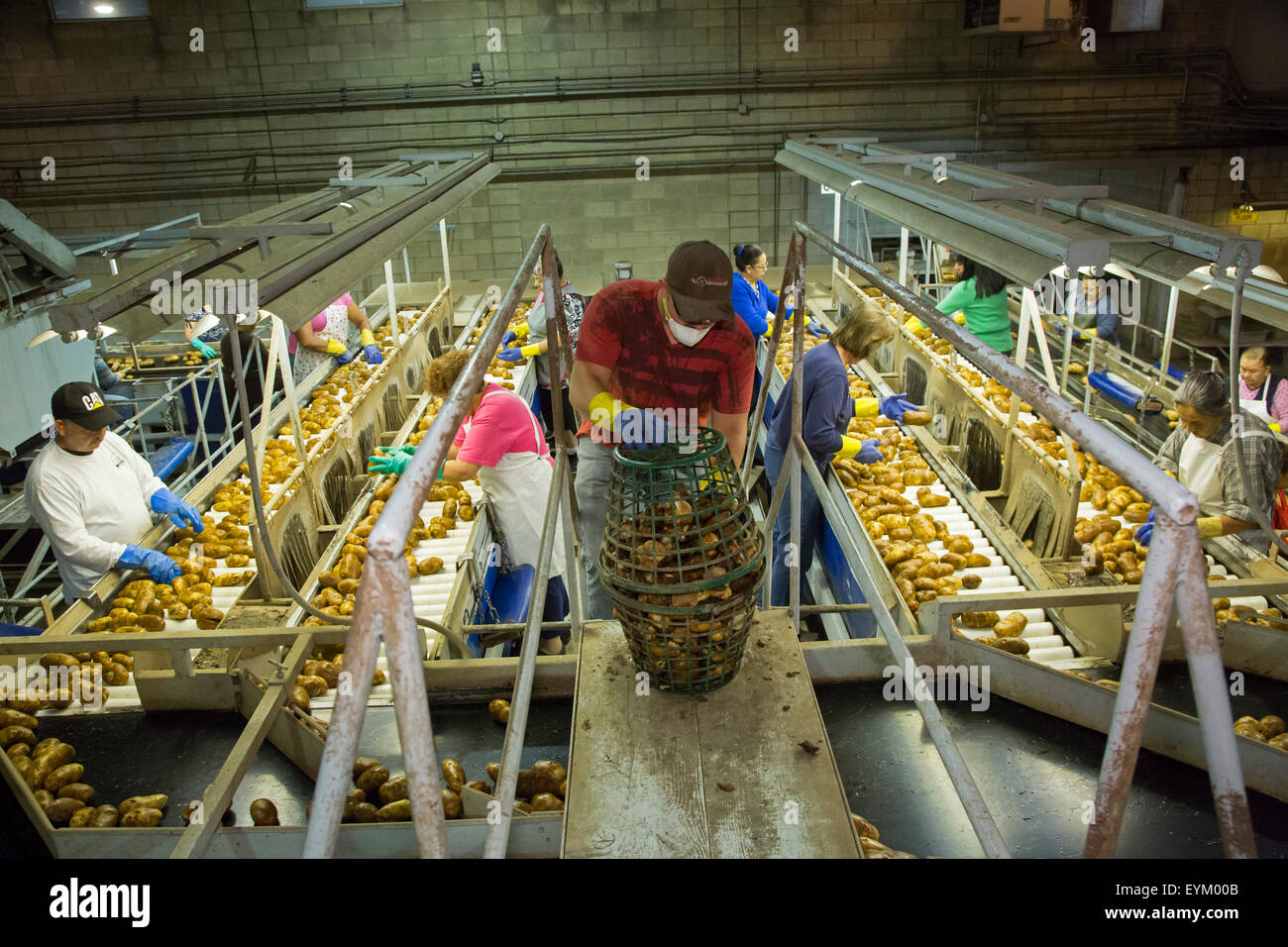 Shelley, New York - Les travailleurs de tri et d'emballage de pommes de terre de l'Idaho au GPOD usine de traitement. Banque D'Images