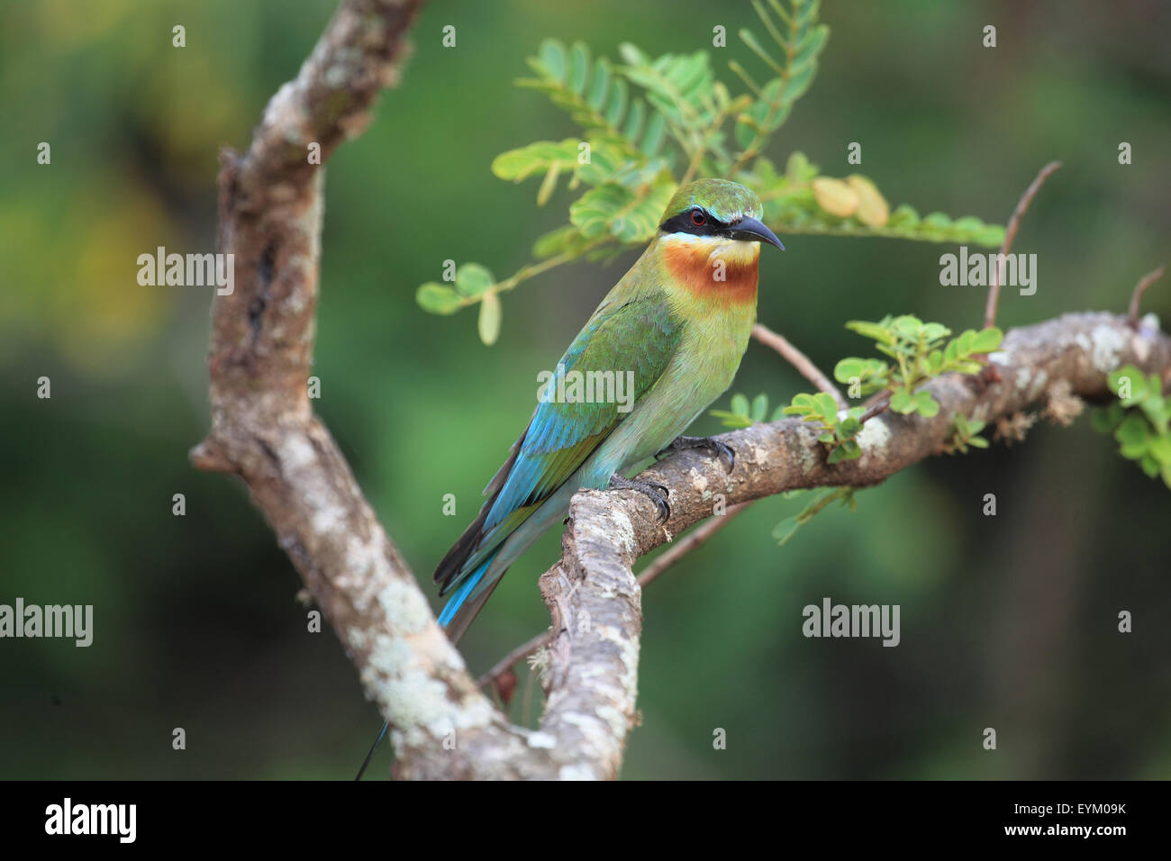 Blue-tailed bee-eater, Banque D'Images