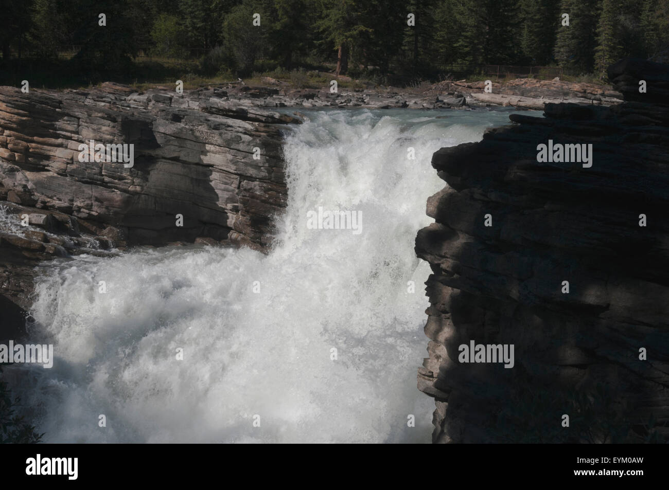 Les chutes Athabasca, une classe 5 chutes, à 60 pieds de large dégringole un volume d'eau plus trememdous quartzite dur à la caverne ci-dessous. Banque D'Images